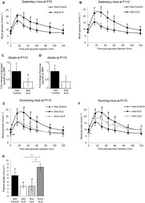 Specific Physical Exercise Improves <mark class="highlighted">Energetic Metabolism</mark> in the Skeletal Muscle of Amyotrophic-Lateral- Sclerosis Mice